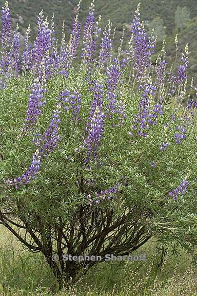 lupinus albifrons var albifrons 2 graphic